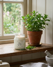 Candle and potted plant on a wooden surface with a window in the background